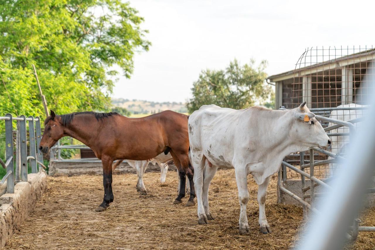 Agriturismo Al Girasole サン・ドナート エクステリア 写真
